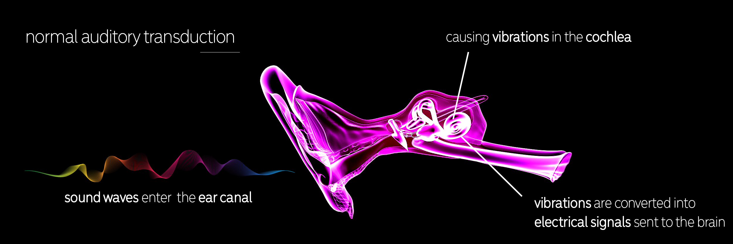 Normal Auditory Transduction